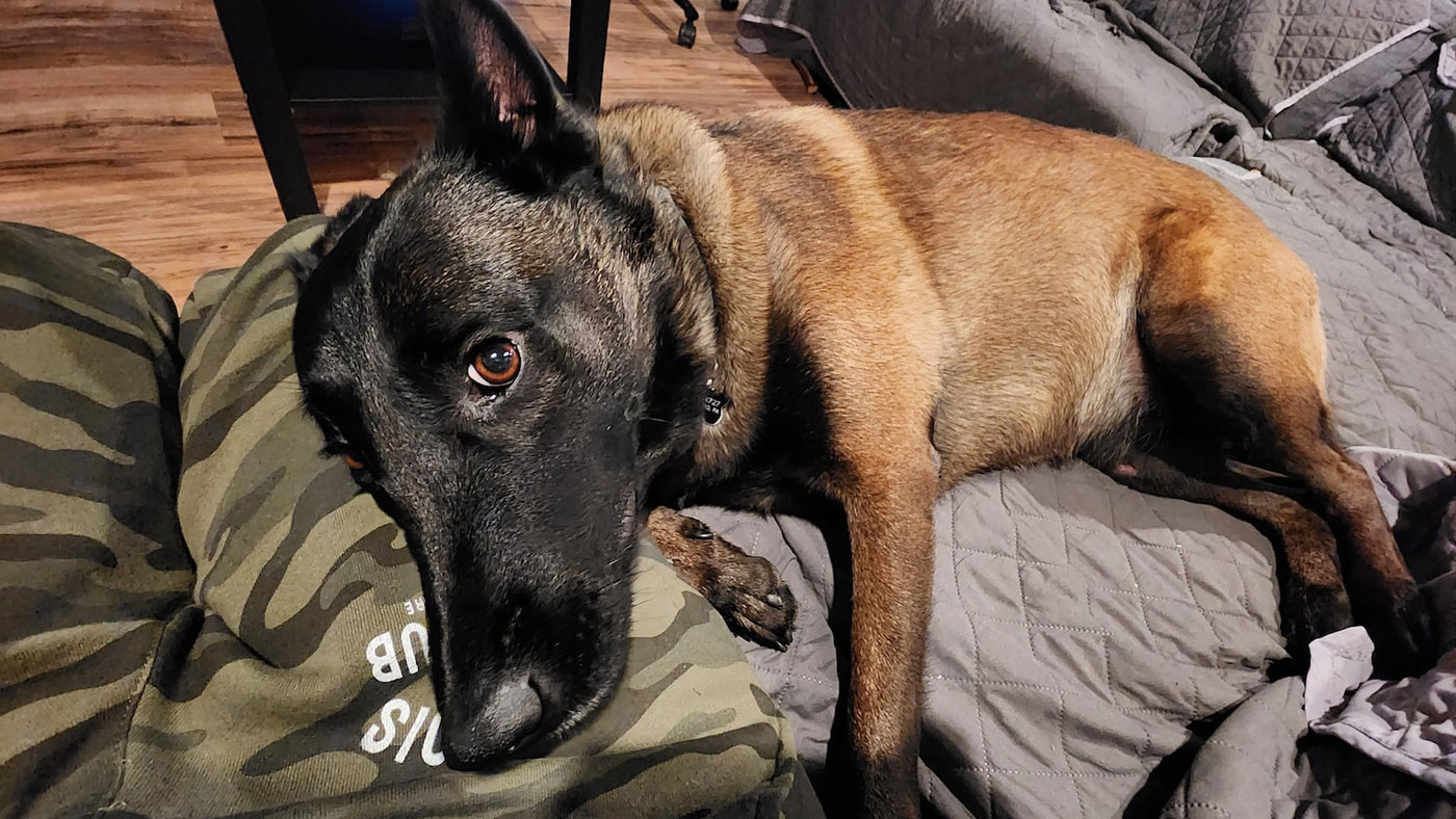 Malinois Mom Club Forest Camo Joggers